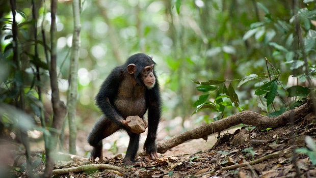 Şempanze Din