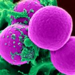 SpaceX Uzaya Süper Bakteri Gönderdi