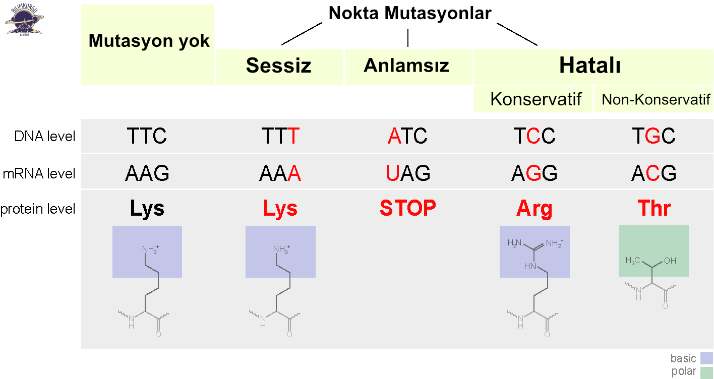 Çerçeve kayması mutasyonu Çerçeve kayması mutasyonu