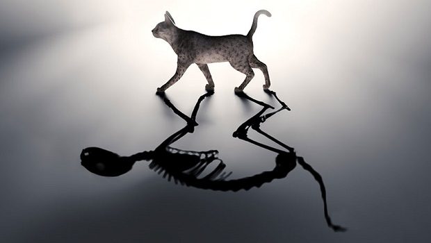 Schrodingerin-kedisi