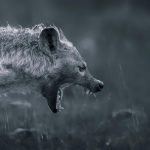 Sırtlanların Şaşırtıcı Özellikleri