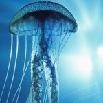 Ölümsüzlük Peşinde