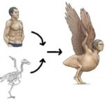 Diğer Hayvanların İskeletlerine Sahip Olsaydık Nasıl Görünürdük?