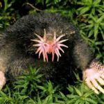 Diğer Canlılarda Olup Bizde Olmayan 10 Muhteşem Duyu