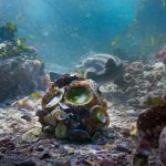 Ahtapot Dünyaları: Octopolis ve Octlantis